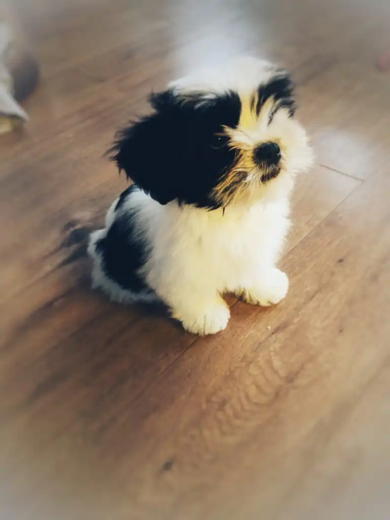 piesek lhasa apso